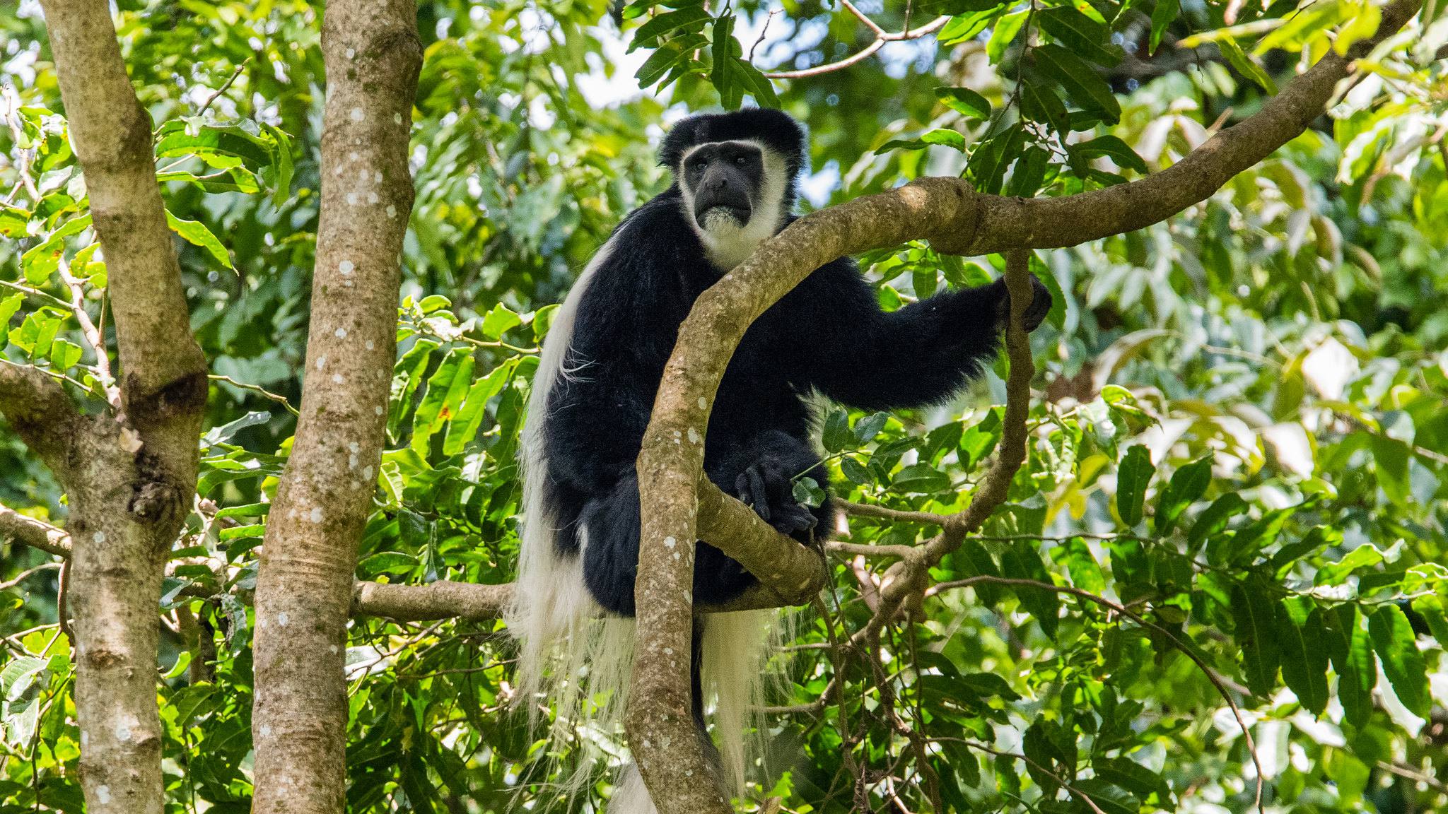7 Days Luxury Tanzania Safari