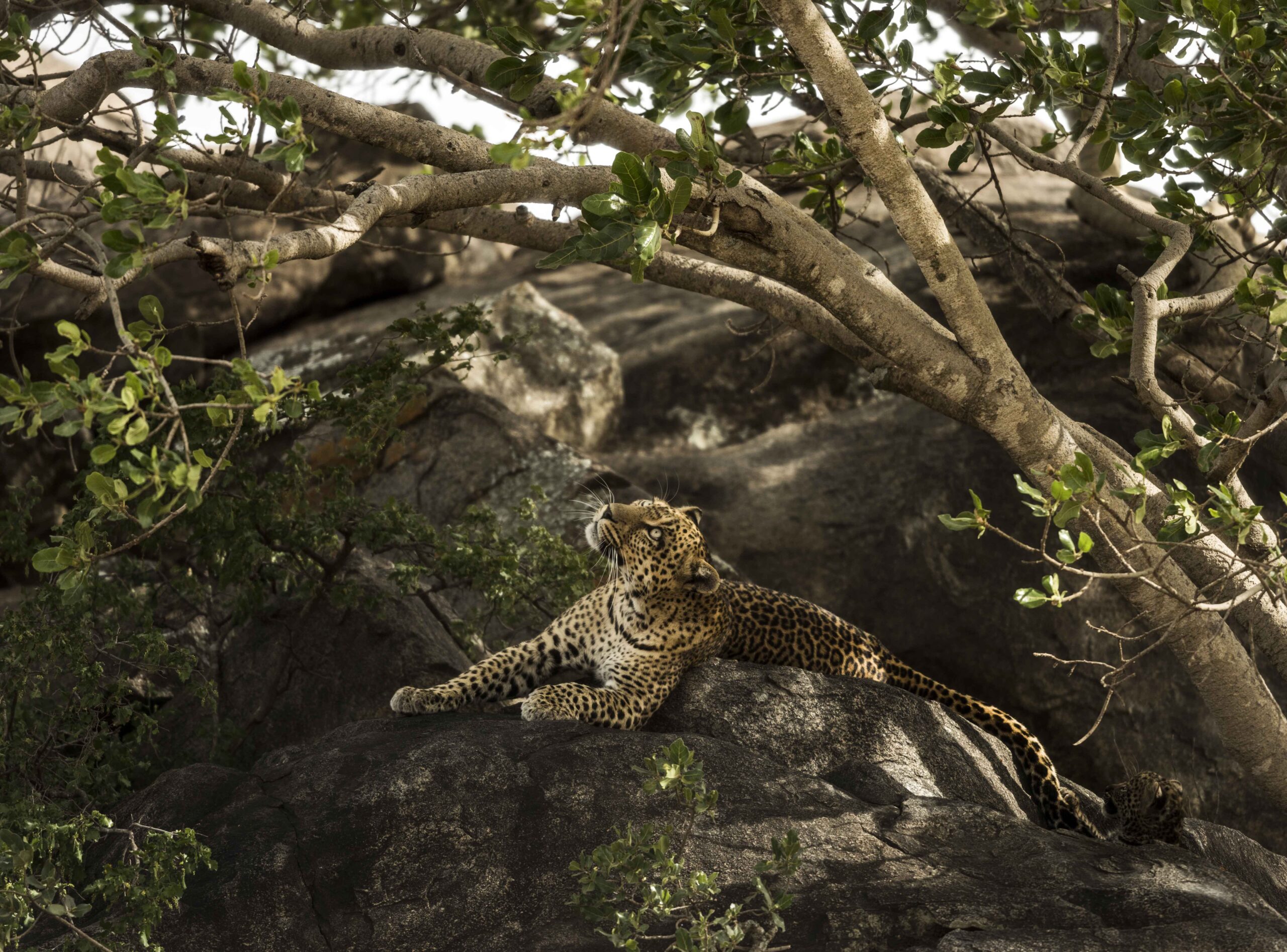 5days ngorongoro
