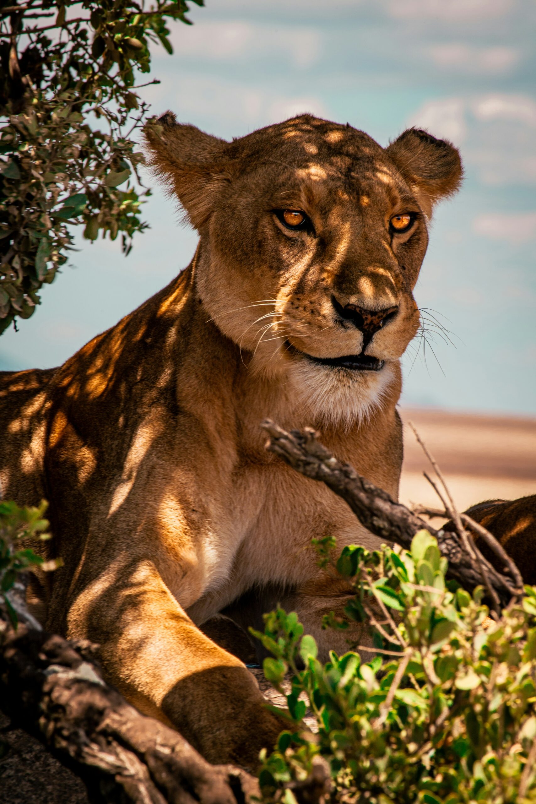 7 Days Luxury Tanzania Safari