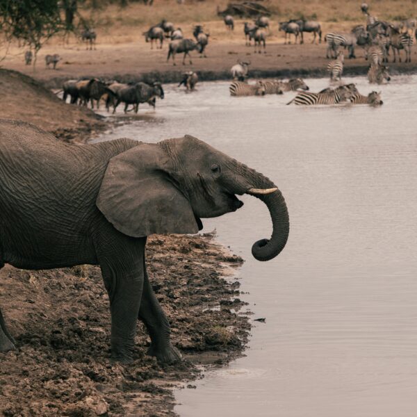 3 days wilderness Game Drive