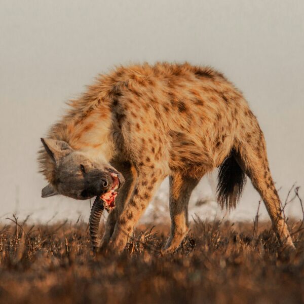 10-Days Tanzania Birding & Ornithology Safari