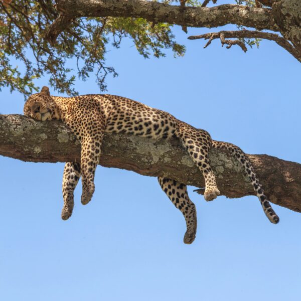 3 Days Wilderness Game Drive